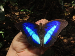 Prepona laertes louisa