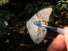 Prepona laertes louisa