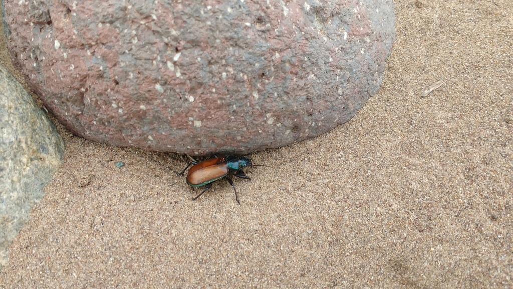 Castrida