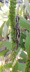 Bradypodion atromontanum