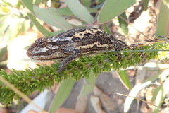 Bradypodion atromontanum