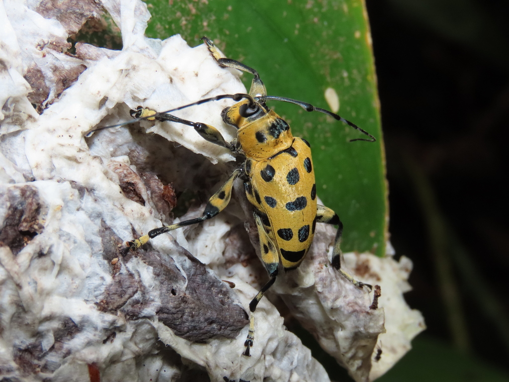 Carneades quadrinodosa