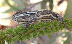Bradypodion atromontanum
