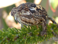 Bradypodion atromontanum