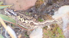 Bradypodion atromontanum