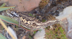 Bradypodion atromontanum