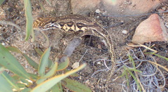 Bradypodion atromontanum