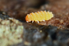 Bilobella