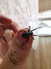 Steatoda paykulliana