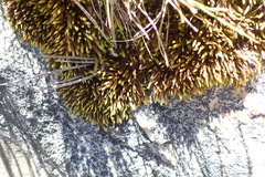 Breutelia substricta