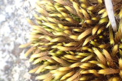 Breutelia substricta