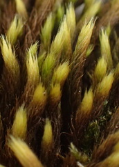 Breutelia substricta