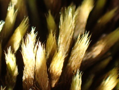 Breutelia substricta