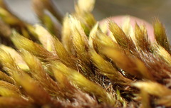 Breutelia substricta