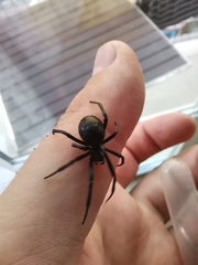 Steatoda paykulliana