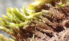 Breutelia substricta