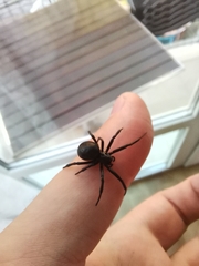 Steatoda paykulliana