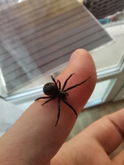 Steatoda paykulliana