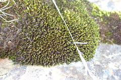 Racomitrium lamprocarpum