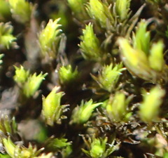 Racomitrium lamprocarpum