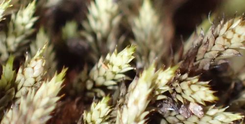 Rhacocarpus purpurascens