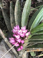 Maxillaria aggregata
