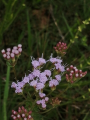 Chromolaena hirsuta
