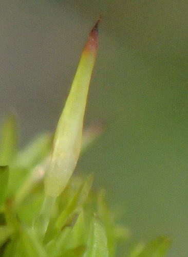 Cynodontium erosum, 2021-02-19