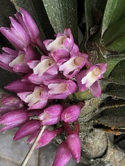 Maxillaria aggregata