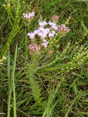 Chromolaena hirsuta