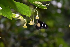 Papilio echerioides