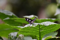 Papilio echerioides