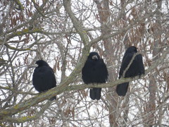 Corvus frugilegus