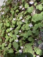Cymbalaria muralis