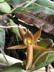 Epidendrum geminiochraceum