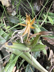 Epidendrum geminiochraceum