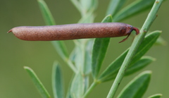 Indigofera monostachya