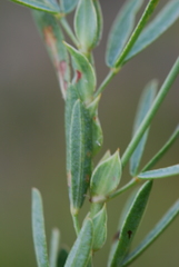 Indigofera monostachya