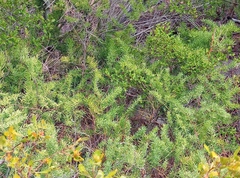 Asparagus racemosus