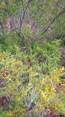 Asparagus racemosus