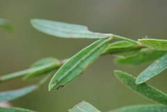 Indigofera monostachya