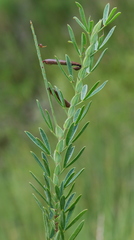Indigofera monostachya