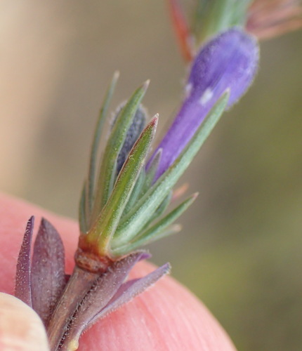 Image of Theilera guthriei by (c) Nicola van Berkel, some rights reserved (CC BY-SA)