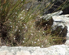 Wahlenbergia thulinii