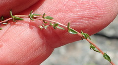 Wahlenbergia thulinii