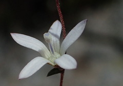 Wahlenbergia thulinii