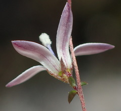 Wahlenbergia thulinii