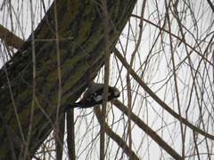 Dendrocopos syriacus