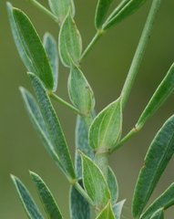 Indigofera monostachya