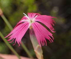Dianthus bolusii